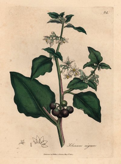 Weiß blühender, schwarzer Beeren-Garten-Nachtschatten, Solanum nigrum, aus einer botanischen Illustration von James Sowerby aus William Woodville und Sir William Jackson Hooker