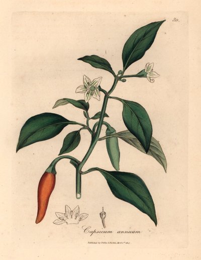 Weiß blühender, scharlachroter Guinea-Pfeffer, Capsicum annuum, aus einer botanischen Illustration von James Sowerby aus William Woodville und Sir William Jackson Hooker