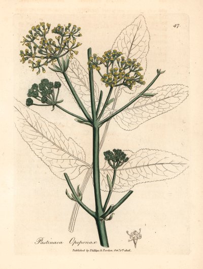 Gelb blühender Opopanax oder Raue Pastinake, Pastinaca opopanax, aus einer botanischen Illustration von James Sowerby aus William Woodville und Sir William Jackson Hookers "Medical Botany" 1832 (handkolorierter Kupferstich) von James (after) Sowerby