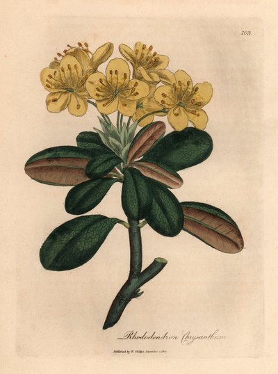 Gelbblühender Rhododendron, Rhododendron chrysanthemum, aus einer botanischen Illustration von James Sowerby aus William Woodville und Sir William Jackson Hooker
