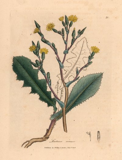 Gelb blühender Wilder Lattich, Lactuca virosa, aus einer botanischen Illustration von James Sowerby aus William Woodville und Sir William Jackson Hookers "Medical Botany" 1832 (handkolorierter Kupferstich) von James (after) Sowerby