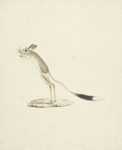 Jerboa Nr. 4 von James 1730 94 Bruce