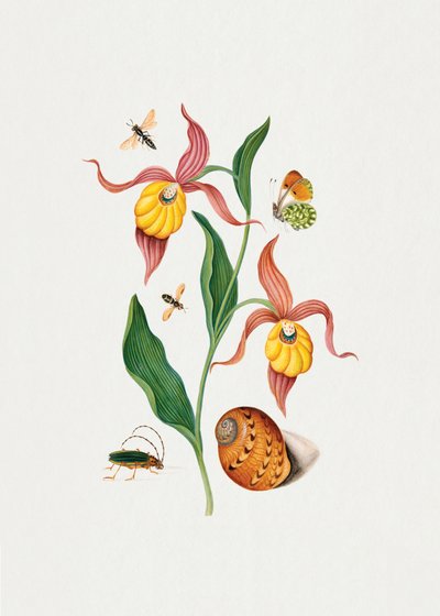 Frauenschuh-Orchidee von James Bolton