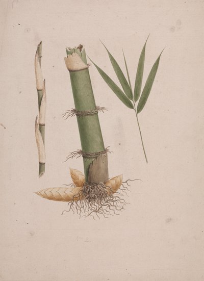 Arundinaria alpina K. Schum. (Afrikanischer Bambus): fertige Zeichnung von Stammabschnitten und Trieb mit Blättern von James Bruce