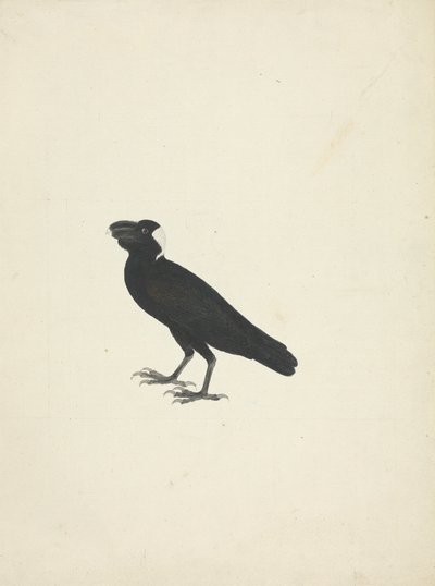 Corvus crassirostris (Dickschnabelrabe) von James Bruce