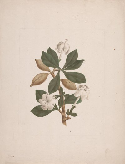 Gardenia ternifolia Schum. & Thonn. (Wilde Gardenie): fertige Zeichnung von James Bruce