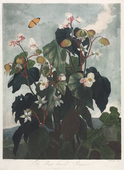 Der Tempel der Flora oder Garten der Natur: Die Schiefblättrige Begonie von James Caldwall