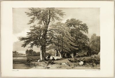 Buche, aus Der Park und der Wald von James Duffield Harding