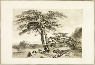 Zedern des Libanon, aus Der Park und der Wald von James Duffield Harding