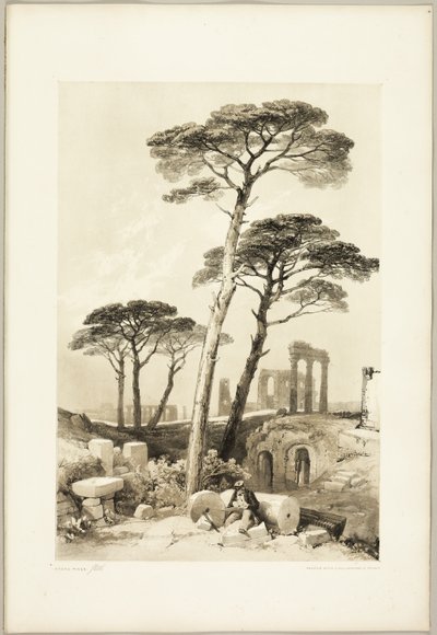 Steinkiefern, aus Der Park und der Wald von James Duffield Harding