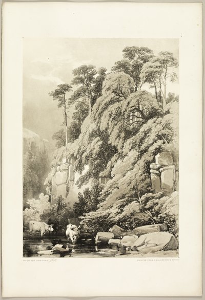 Ulme und Tannen, aus Der Park und der Wald von James Duffield Harding