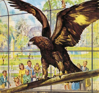 Wer ist wer im Zoo: Flieg-weg-Goldie von James Edwin McConnell
