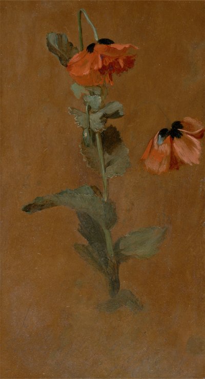 Studie von Mohnblumen, 1832 (nach der Konservierung) von James Inskipp