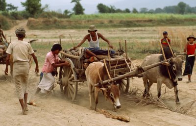 Ein Ochsenkarren bleibt im schweren Staub auf einer schlechten Straße stecken. Sebin Village, Burma von James L Stanfield