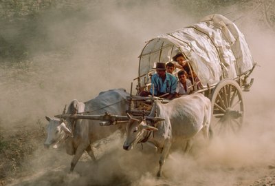 Ochsenkarrenrennen markieren den Vollmondtag von Kason. Patheingyi, östlich von Mandalay, Burma von James L Stanfield