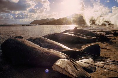 Geschlachtete Wale liegen nach einer Jagd am Strand. Frenchman Bay in der Nähe von Albany, Westaustralien von James L Stanfield
