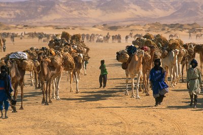 Salzkarawane außerhalb von Fachi. In der Nähe von Fachi, Niger. von James L Stanfield
