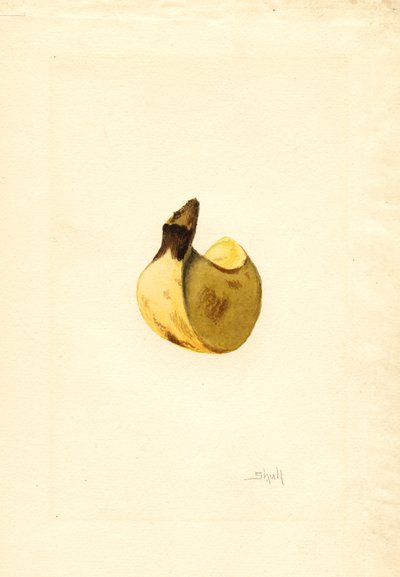 Banane (Musa) von James Marion Shull