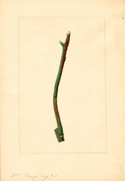 Orangenbaumzweig (Citrus sinensis: Valencia) von James Marion Shull