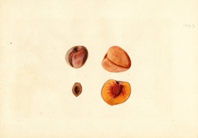 Pfirsiche (Prunus persica: Hutchkins) von James Marion Shull