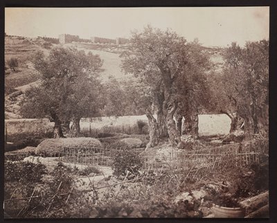 Gethsemane [Jerusalem. Garten Gethsemane] von James Robertson