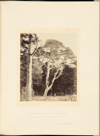 Alter Cluster-Kiefer im Belvidere von James Sinclair, 14th Earl of Caithness