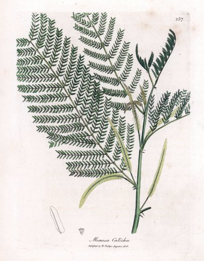 Akazie a Cachou oder Cachoutier - Katechu, Acacia catechu. Handkolorierte Kupferstichgravur aus einer botanischen Illustration von James Sowerby aus William Woodville und Sir William Jackson Hooker
