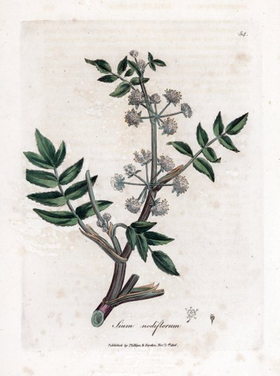 Sumpf-Wasserkresse, Sium nodiflorum von James Sowerby