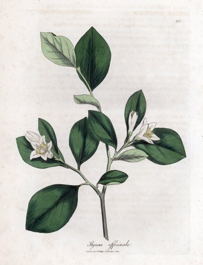 Storax, Styrax officinalis von James Sowerby