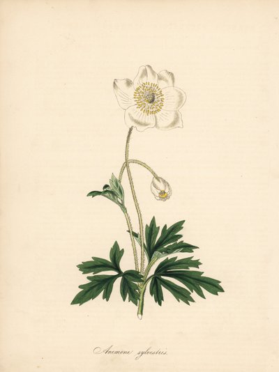 Anemone der Bohrer - Schneeglöckchen-Anemone, Anemone sylvestris. Aus einer Illustration von James Sowerby in William Curtis