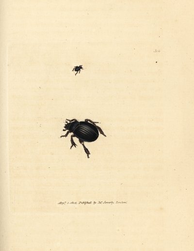 Aphodius arenarius Käfer (Scarabaeus ovalis). Handkolorierter Kupferstich von James Sowerby aus The British Miscellany, oder Coloured figures of new, rare, or little known animal subjects. von James Sowerby