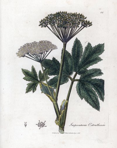 Meisterwurz, Imperatoria ostruthium von James Sowerby