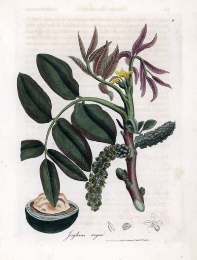 Botanische Tafel: Blätter, Pflanzen und Walnussfrucht Blätter, gelbe Blume und Nuss des Gemeinen Walnussbaums, Juglans regia. Handkolorierte Kupferstichgravur aus einer botanischen Illustration von James Sowerby aus William Woodville und Sir William Jackso von James Sowerby