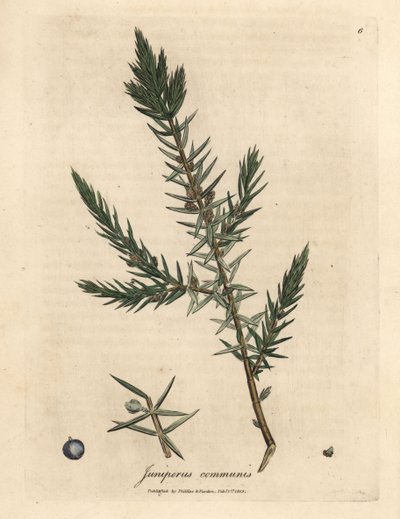 Zweig und Beeren des Gemeinen Wacholders, Juniperus communis von James Sowerby