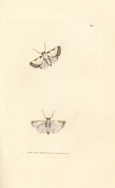 Brixton-Schönheit, Acontia nitidula (Phalaena catena). Handkolorierte Kupferstichgravur von James Sowerby aus The British Miscellany, oder Coloured figures of new, rare, or little known animal subjects. von James Sowerby
