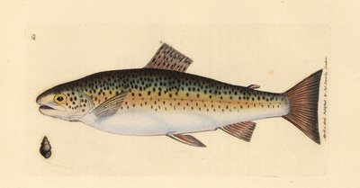 Bachforelle, Salmo trutta fario von James Sowerby