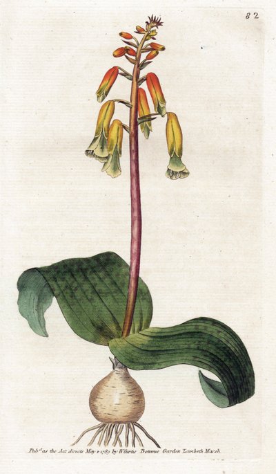 Kapstadt-Kuckuck - Lithographie von James Sowerby (1757-1822), Platte aus dem Botanical Magazine von William Curtis (1746-1799) von James Sowerby