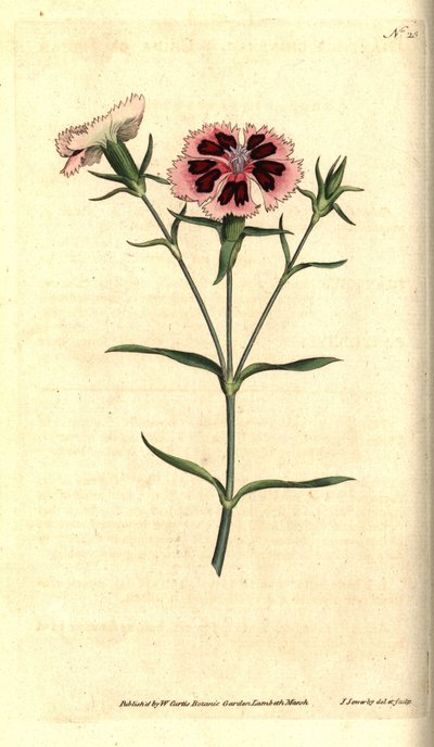 Chinesische Nelke - Chinesische Nelke oder Indische Nelke, Dianthus chinensis. Handkolorierter Kupferstich und botanische Illustration von James Sowerby aus William Curtis