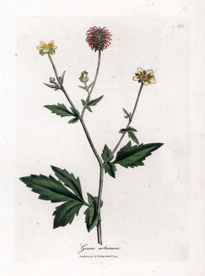 Gemeiner Benoit oder Gras von Saint Benoit - Nelkenwurz, Geum urbanum. Handkolorierte Kupferstich-Illustration von James Sowerby aus William Woodville und Sir William Jackson Hookers „Medical Botany“, John Bohn, London von James Sowerby