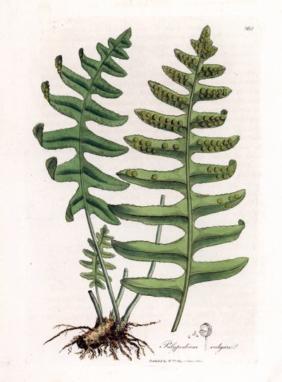 Gemeiner Tüpfelfarn oder Waldsüßholz (Farn) - Gemeiner Tüpfelfarn, Polypodium vulgare. Handkolorierte Kupferstichgravur aus einer botanischen Illustration von James Sowerby aus William Woodville und Sir William Jackson Hooker
