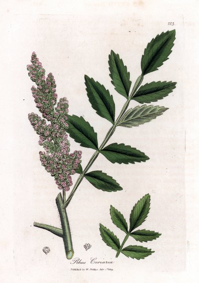 Corroyere oder Sumach der Gerber oder Reisende - Ulmenblättriger Sumach, Rhus coriaria. Handkolorierte Kupferstichgravur von James Sowerby aus William Woodville und Sir William Jackson Hooker