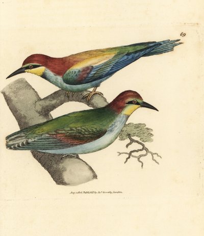 Bienenfresser, Merops apiaster. Männchen und Weibchen. Handkolorierter Kupferstich von James Sowerby aus The British Miscellany, or Coloured figures of new, rare, or little known animal subjects von James Sowerby