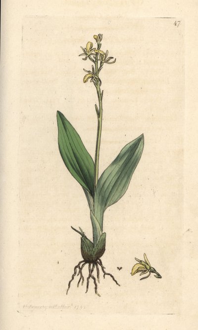Sumpf-Stendelwurz, Liparis loeselii von James Sowerby