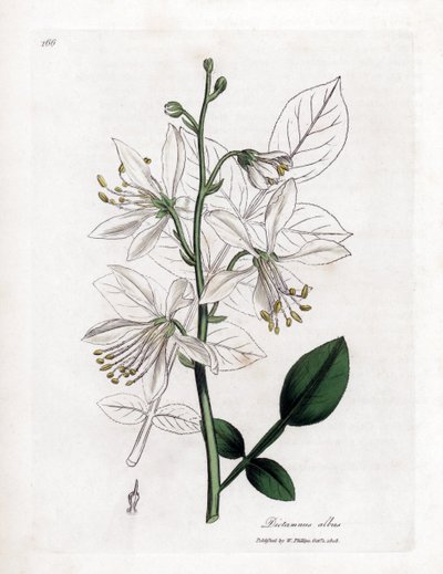 Fraxinelle - Weiße Fraxinelle oder Bastard-Diptam, Dictamnus albus. Handkolorierte Kupferstichgravur aus einer botanischen Illustration von James Sowerby aus William Woodville und Sir William Jackson Hooker
