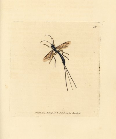 Schlupfwespe, Rhyssa persuasoria (Ichneumon persuasorius). Handkolorierter Kupferstich von James Sowerby aus The British Miscellany, oder Coloured figures of new, rare, or little known animal subjects. von James Sowerby