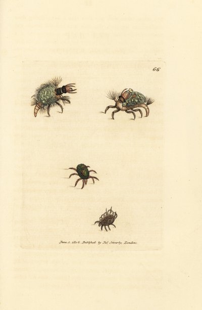 Larve des Hemerobius (Florfliege) bekleidet mit Flechte, mit Milbe, Acarus amictus und kleiner Korbmilbe, Acarus corbicula. Handkolorierter Kupferstich von James Sowerby aus The British Miscellany, or Coloured figures of new, rare, or little known animal s von James Sowerby