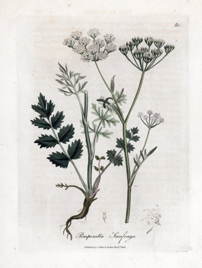 Locage Saxifrage - Burnet Saxifrage, Pimpinella saxifraga. Handkolorierte Kupferstichgravur von James Sowerby aus William Woodville und Sir William Jackson Hooker