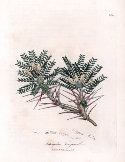 Marseille-Astragalus oder Mutterkissen - Ziegenhorn-Tragant, Astragalus tragacantha. Handkolorierte Kupferstich-Illustration von James Sowerby aus William Woodville und Sir William Jackson Hookers „Medical Botany“, John Bohn, London von James Sowerby