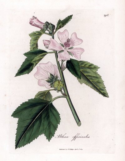 Eibisch, Althaea officinalis von James Sowerby