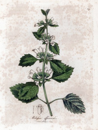 Zitronenmelisse oder Melisse - Zitronenmelisse, Melissa officinalis. Handkolorierte Kupferstichgravur aus einer botanischen Illustration von James Sowerby aus William Woodville und Sir William Jackson Hooker